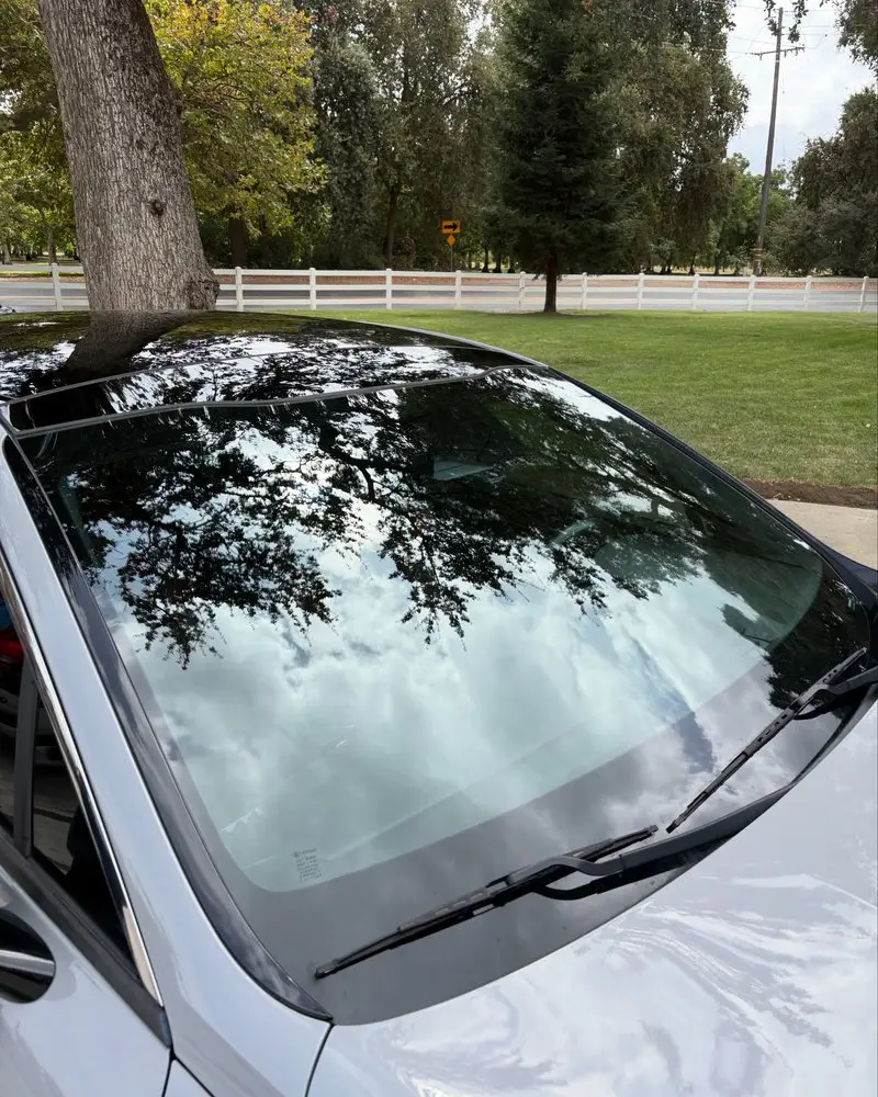 Trees reflected in a freshly detailed windshield and roof